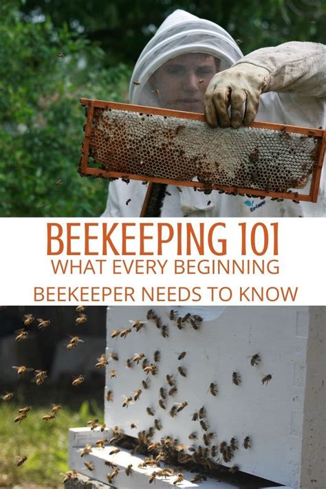 Beekeeping What Beginner Beekeepers Need To Know Bee Keeping