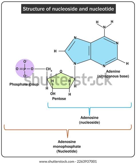 Structure Nucleoside Nucleotide Stock Vector (Royalty Free) 2263937001 ...