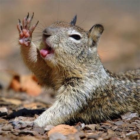 1000+ images about Animals Waving Goodbye on Pinterest | Cats, Animal sayings and Hamsters