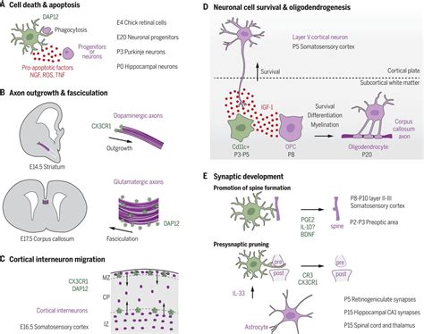 Microglia And Early Brain Development An Intimate Journey Science