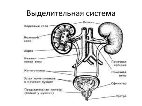 Выделительная система - презентация онлайн