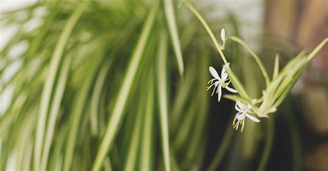 Do Spider Plants Bloom? | Gardener’s Path