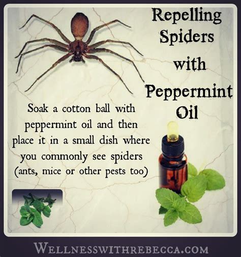 How To Get Rid Of Brown Recluse Spiders With Essential Oils Heunf