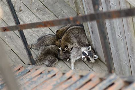 Raccoons in Toronto - Problem Raccoon Removal