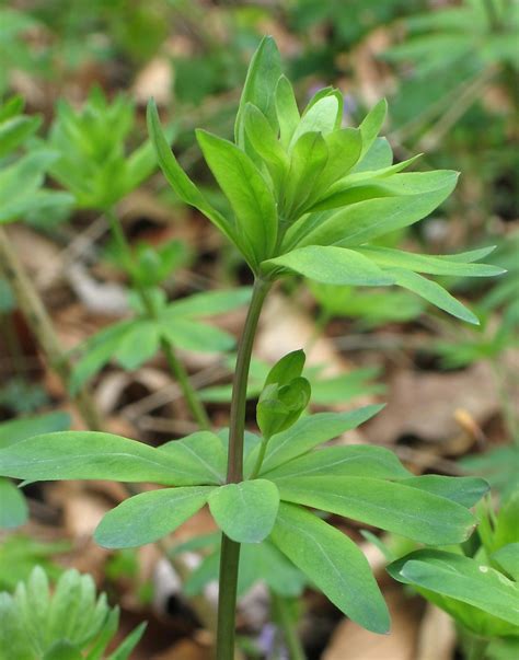 Galium Sylvaticum Wood Bedstraw Go Botany