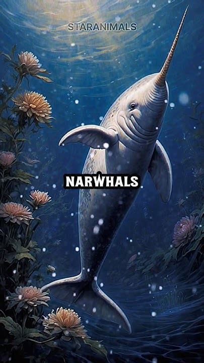 Unique Facts About Narwhals🔥🔥 Shorts Face Narwhals Youtube