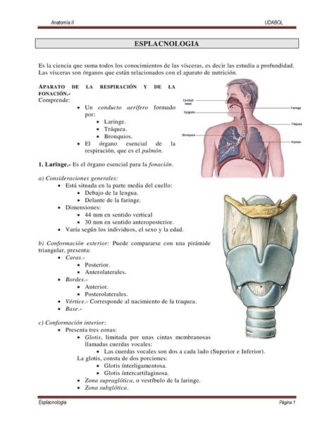 Anatomía Esplacnología ESPLACNOLOGIA Es la ciencia que suma todos