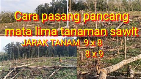 Cara Pasang Pancang Mata Lima Tanaman Sawit 9x8 Dan 8x9 YouTube