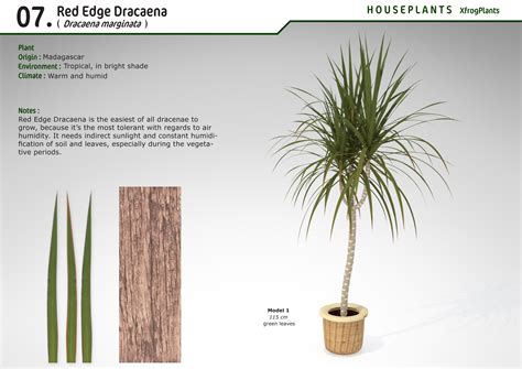 is dracaena toxic to cats 2