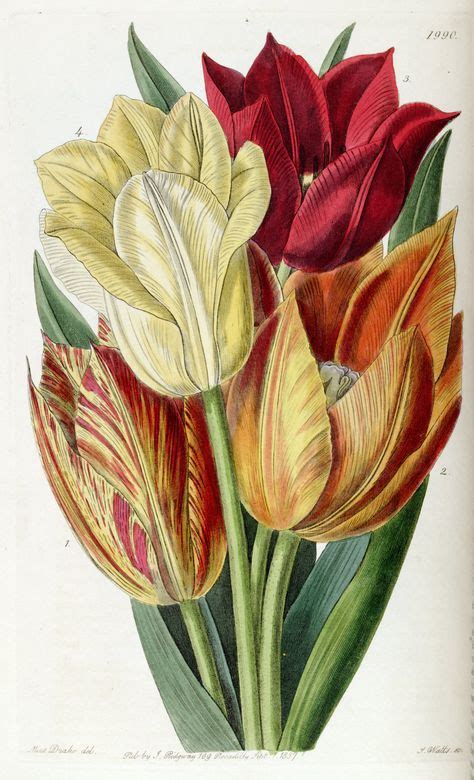 73 Best Tulip Illustrations Ideas Botanical Illustration Botanical Prints Botanical Art