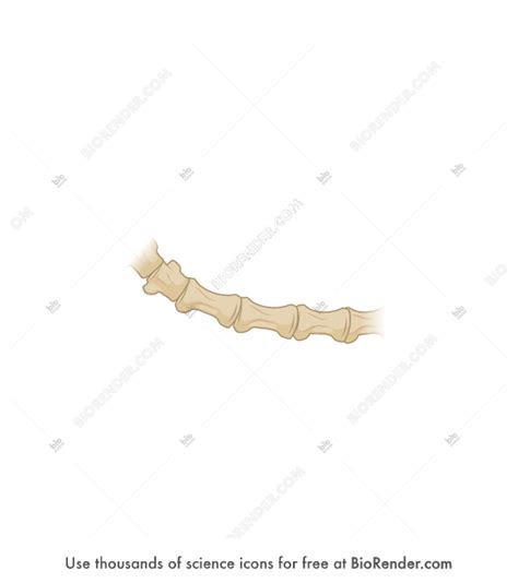 Free Mouse vertebrae (tail, lateral) Icons, Symbols & Images | BioRender