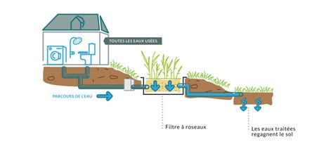 Jardin D Assainissement Gamme Roseaux Aquatiris