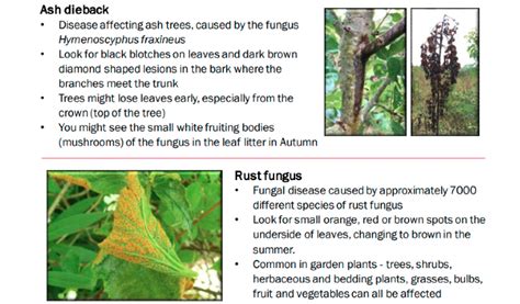 Plant diseases and pest identification guide | Kew: Endeavour