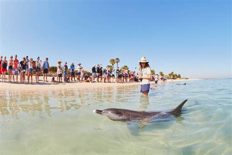 Full Guide 9 Things To Do In Shark Bay Western Australia