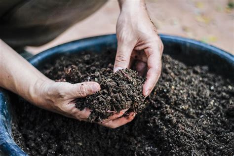 Agricultores Cultivar Lombrices De Tierra A Incrementar El N Mero De