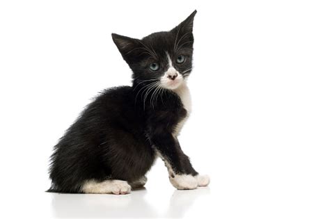 Black And White Kitten Stock Photo Download Image Now Animal