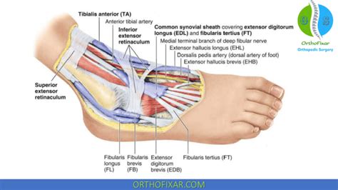 Anterior Compartment Of Leg Orthofixar 2025