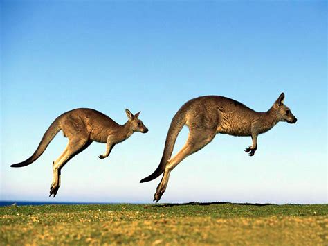 10 Fun Facts About Kangaroos | World's Facts