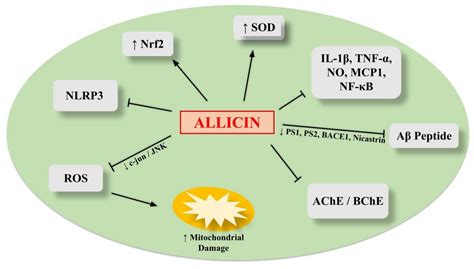 Therapeutic Potential of Allicin and Aged Garlic Extract in Alzheimer’s