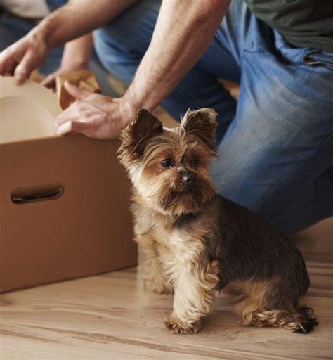 Comment préparer son chien à un déménagement