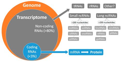 Ncrna