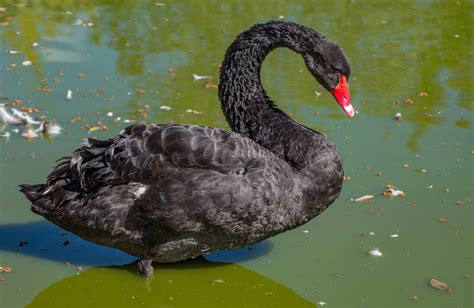 Swan Black Bird - Free photo on Pixabay - Pixabay