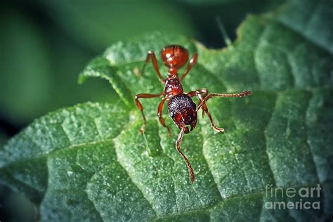 Myrmica Rubra Formicidae Common Red Ant Insect Photograph By Frank Ramspott Fine Art America