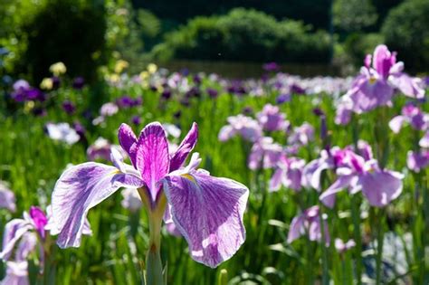 小國神社の菖蒲園 ｜静岡県の情報サイト We Love 静岡