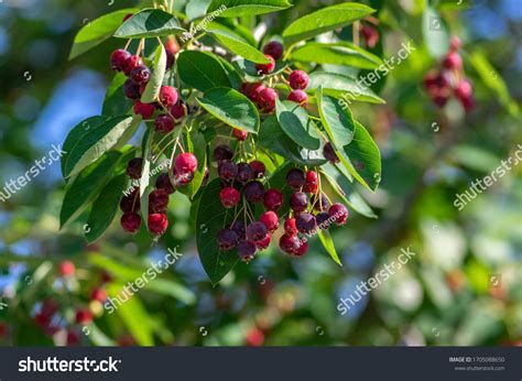 2,698 Amelanchier Stock Photos, Images & Photography | Shutterstock