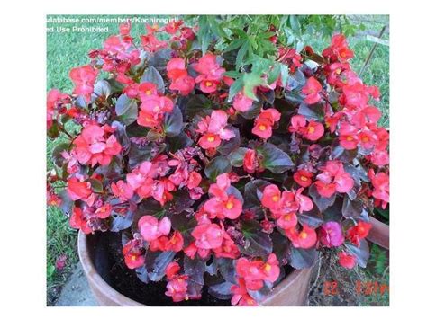 Plantfiles Pictures Begonia Fibrous Rooted Begonia Wax Begonia