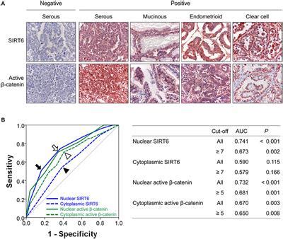 Frontiers Sirt Is Involved In The Progression Of Ovarian Carcinomas