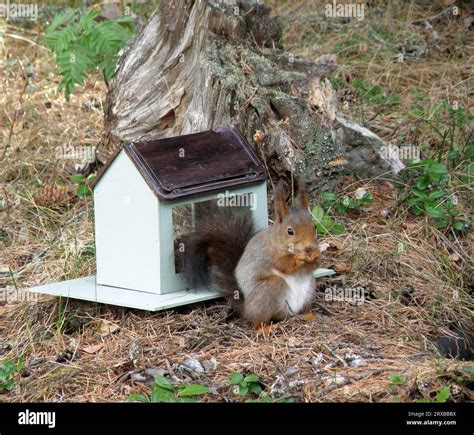 Squirrel eating hazelnuts at the squirrel house Stock Photo - Alamy