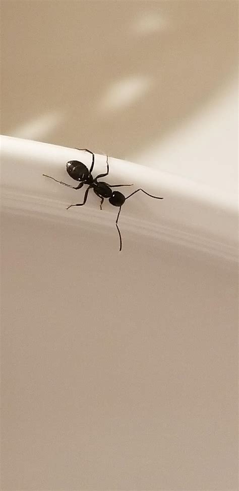 Carpenter Ants In Bathroom 3 Types Of Ants To Look For In Pacific