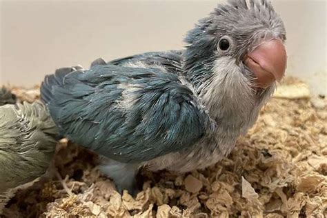 Blue Quaker Parrot