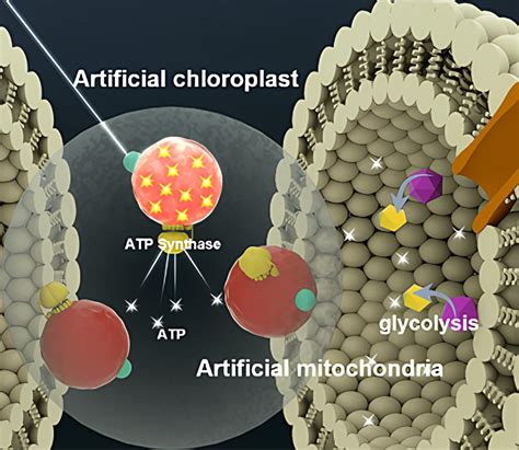 Artificial Cells – The Powerhouse of the Future