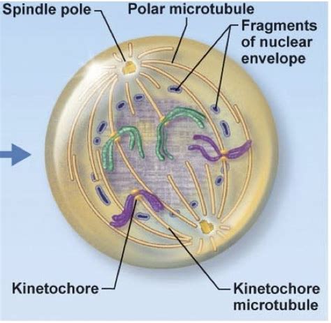 Anatomy And Physiology Lab Interphase Cell And The Events Of Cell