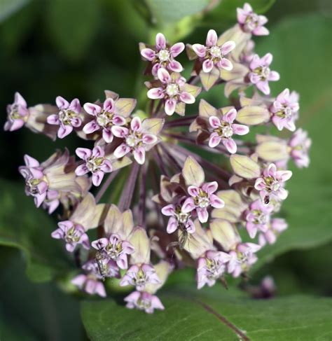 Milkweed, Common – Wildflowers of Little Bass Lake