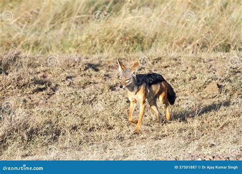 A Jackal Stock Image Image Of Mammalia Africa Savanna 37501887