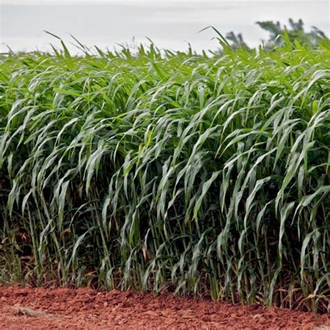 İthal Sorgum Sudan Otu Tohumu Engure 10 kg