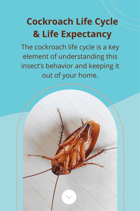 Cockroach Life Cycle