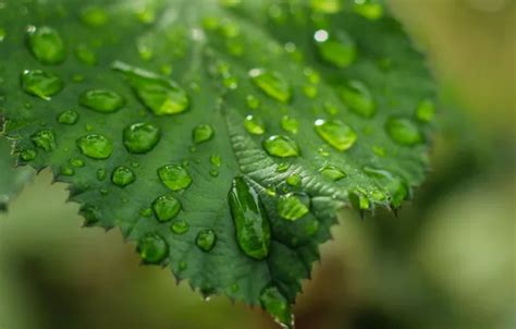 Wallpaper water, drops, leaf for mobile and desktop, section природа, resolution 3184x1791 ...