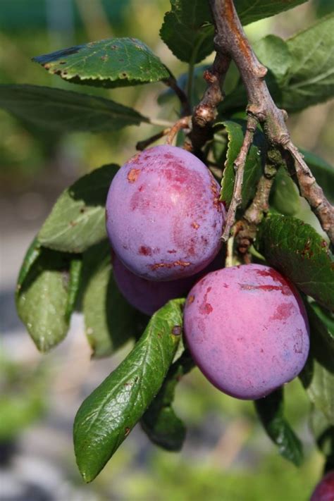 Een Pruimenboom Planten En Verzorgen Fruitbomen Net