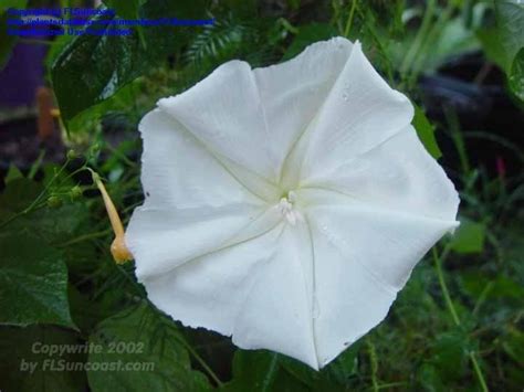 Plantfiles Pictures Ipomoea Species Moonflower Moon Vine Giant