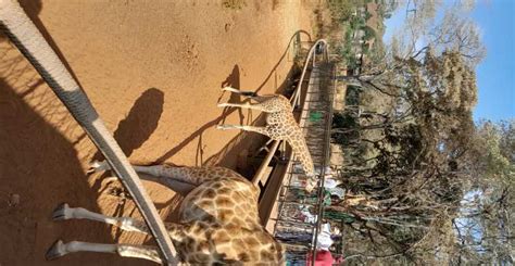 David Sheldrick Elephant Orphanage Og Giraffe Centre Tour Getyourguide