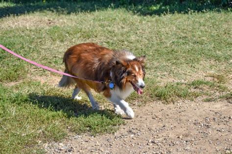 How to Train a Sheltie: 10 Crucial Tips – Dogster