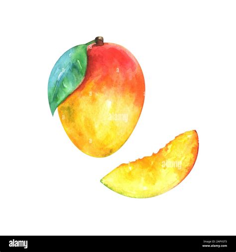 Watercolor Illustration Of Mango Stock Photo Alamy