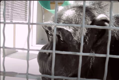 Johnny, The Chimpanzee Say "Mama" in Unbelievable Video Discovery