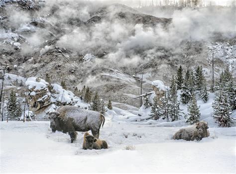 Winter in Yellowstone National Park - Parkcation