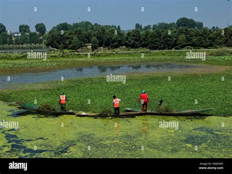 Srinagar India Th June June Srinagar Kashmir