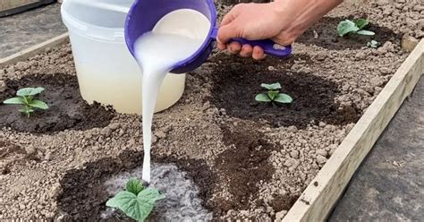 Para Que Sirve La Leche En Las Plantas